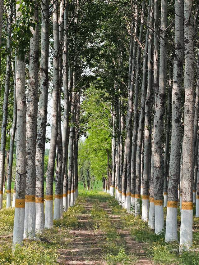 红米手机|天玑9000的拍照到底如何?简单可信赖,处理1亿像素图片迅速