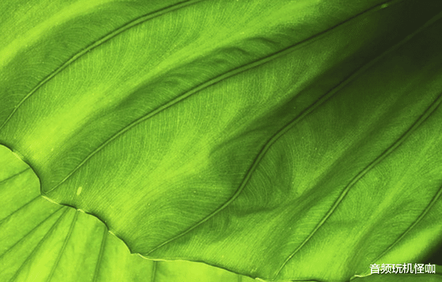 vivo x80|尽善尽美的手机品牌,长达数年坚持拍照效果,如今初心依旧没变