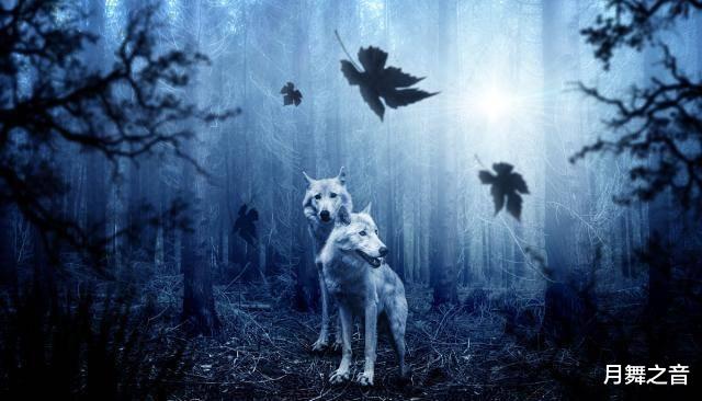 梦魇边缘，解析被猫追击的深层心理意象