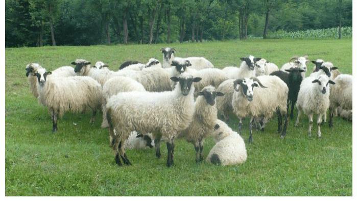 |执行力强能力超群的属羊人，虎年得财神偏爱，财运直线攀升