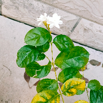 落红满地愁如海