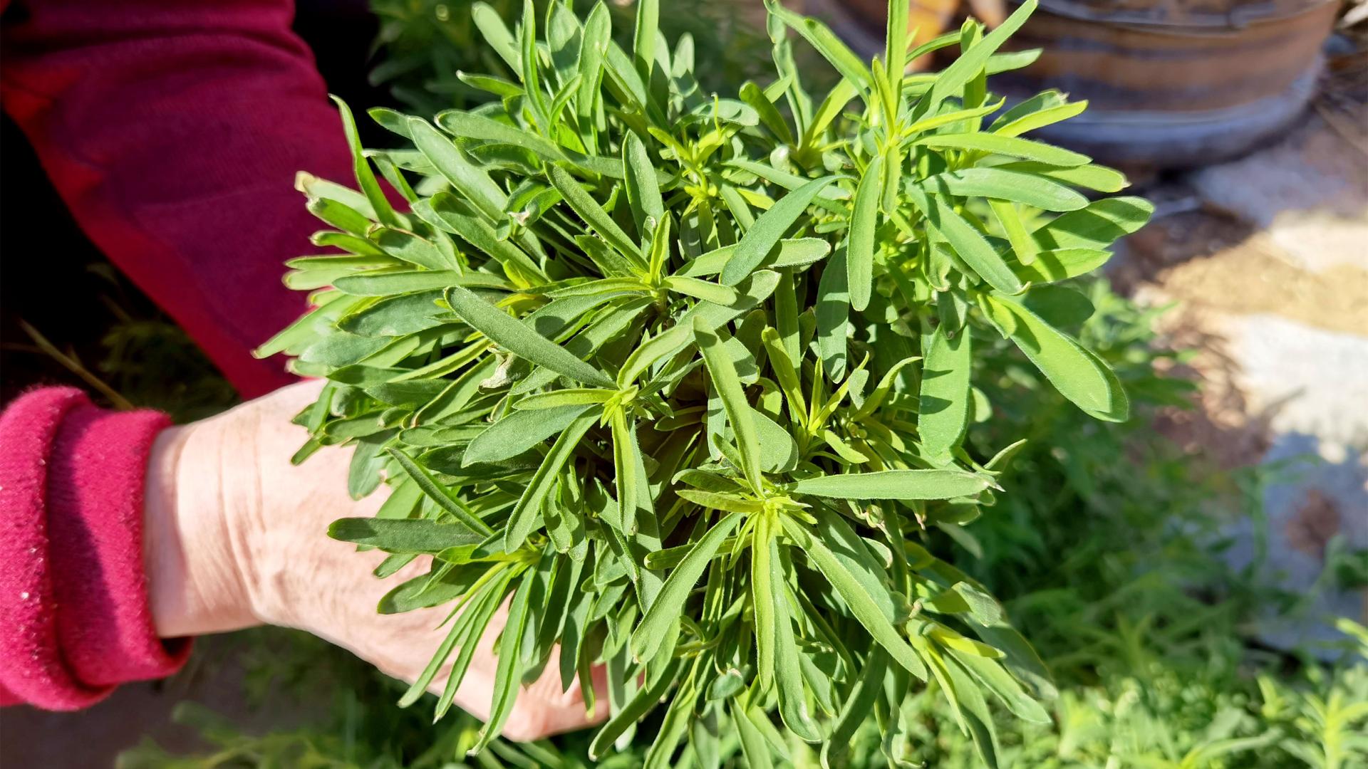 卤水|5月这菜“金不换”，鲜嫩美味，季节性强，摘回家随手一蒸，真香