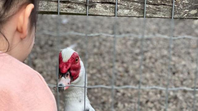 谢婷婷|谢婷婷带女儿去农场亲近大自然 女儿很活泼与各种动物相处