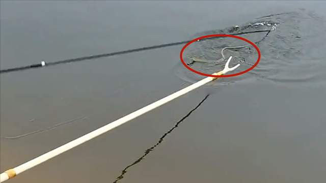 水库|四川俩男女在水库钓鱼遇蛇径直游来，女子吓得大叫，男子反应亮了