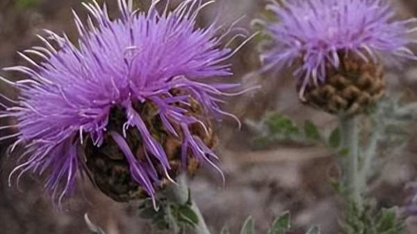 小雯|每日一味抗癌中药——漏芦，功效清热解毒、消痈散结、通经下乳