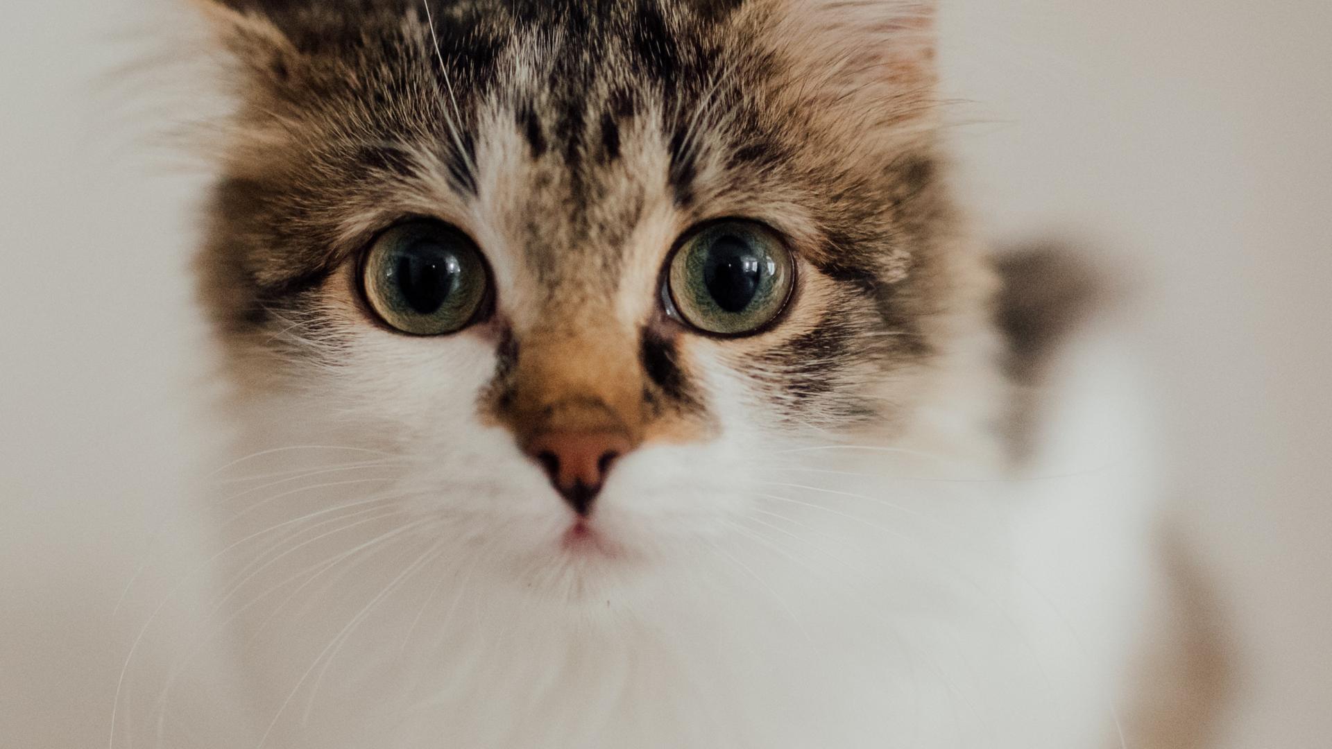 那些让猫咪感到害怕的东西，铲屎官都知道吗?