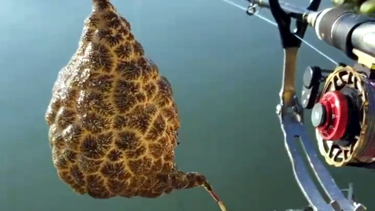 湖南|湖南一男子野钓收获“肉球”，没见过也不认识，懂行的人却说值钱