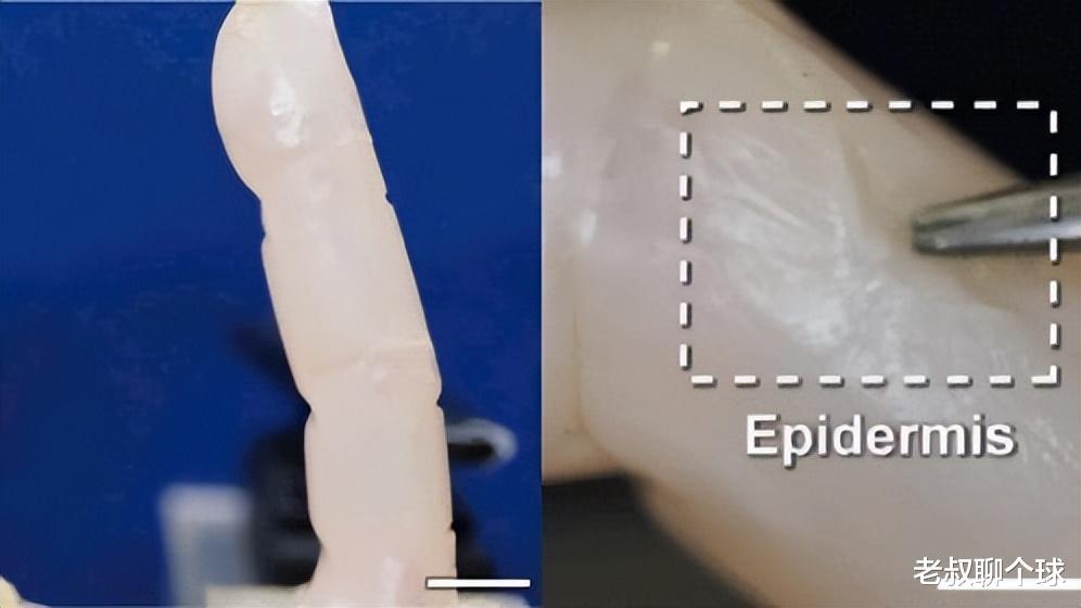 機器人|終結者，我回來了！科學家在機器人手指周圍培育出活的人類皮膚