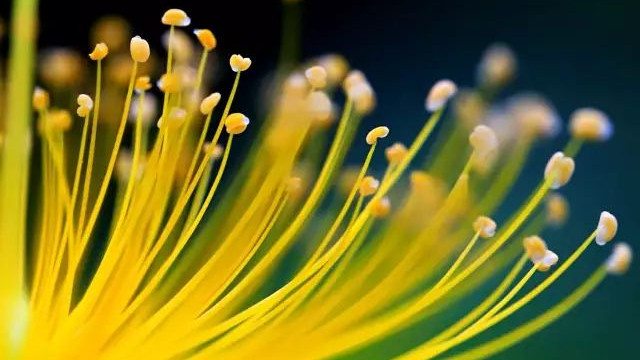 摄影技巧：春天拍花拍腻了？利用微距拍花蕊，比花还好看