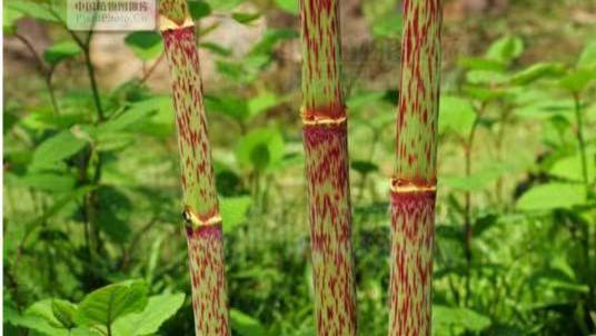 心脏|分享一味抗癌良药——虎杖，活血散瘀，清热利湿，祛风通络功效佳