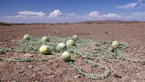 驴友|沙漠里长的西瓜，为何驴友宁愿渴死也不吃？当地人：吃了会有麻烦