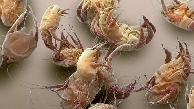 原来螨虫真的很怕这个，床上放一些，直接连窝端，螨虫哔哔死光