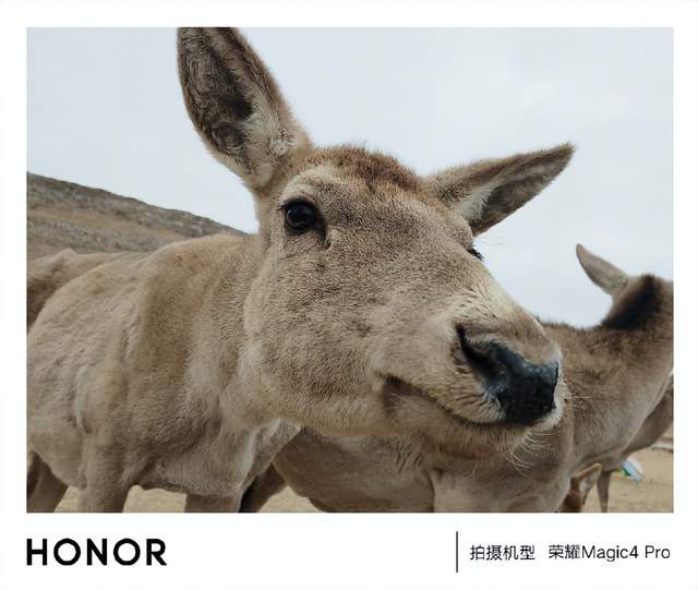 荣耀magic|一顿拍照猛如虎，一看成片丑到哭？教你打开正确的手机拍照姿势