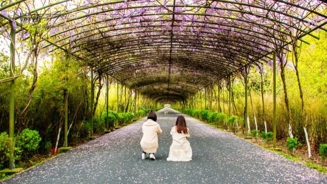 山东省|偶遇杭州的最美紫藤花大道，“落英缤纷?”的场景颇为壮观