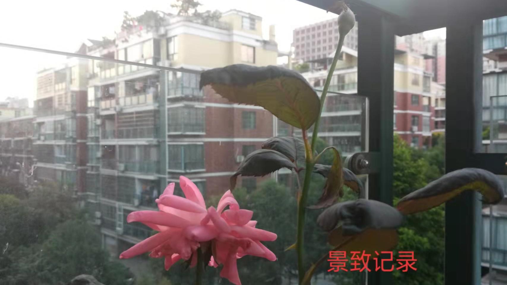 杭州|景致记录：来一趟经济实惠的阳台之旅，每个人都做得到，不妨一试