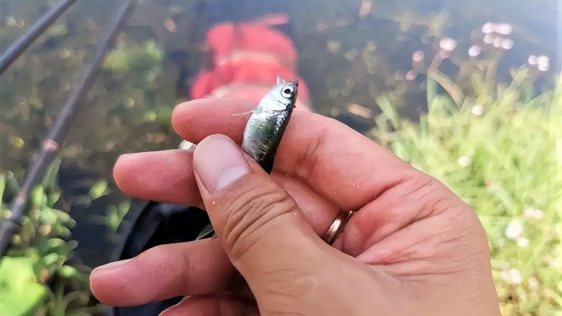 饵料|大钩、素饵能避开小杂鱼闹窝吗？实战没啥效果，不如用这一招