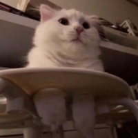 果子狸猫影视