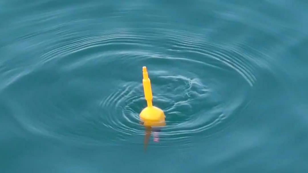 枸杞|钓鱼界无法解释的现象，如同魔咒一般