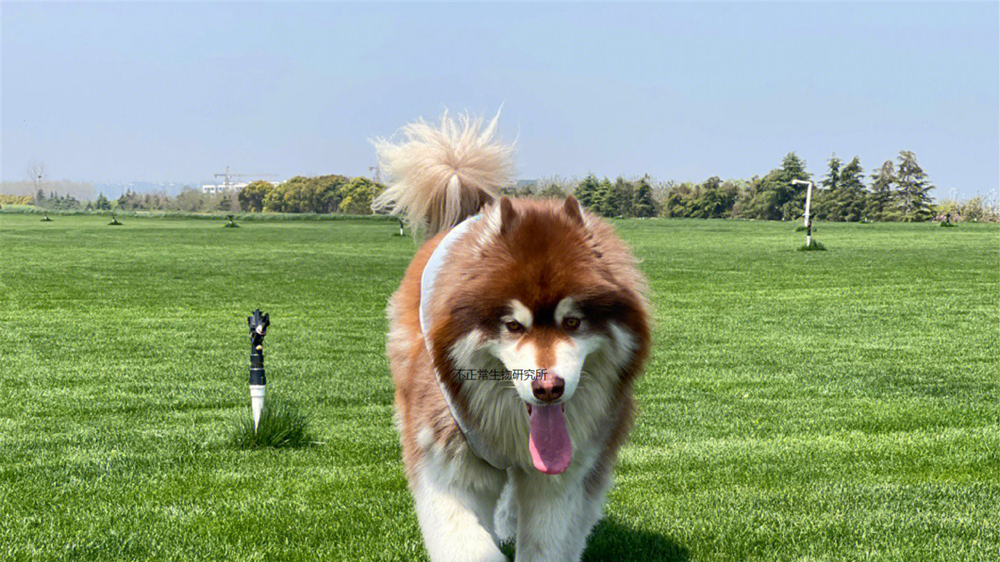 机舱里出现了一只微笑的阿拉斯加雪橇狗，民航：这是服务犬