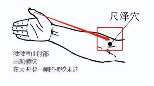 养生|经络穴位，一日一学——尺泽，调补脾肾，针刺能降血压