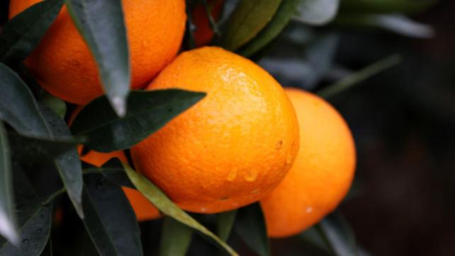 全国哪里的橙子好吃？经过评选，这6个地方比较出名，你都吃过吗