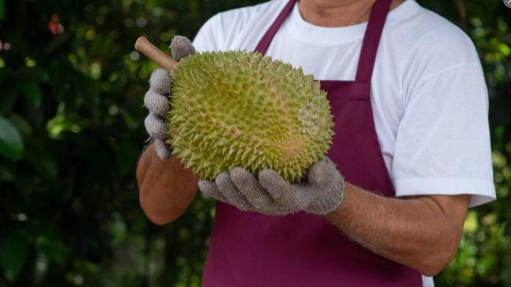 长寿|一棵树结果300多颗，榴莲凭什么还那么贵？3个原因是关键，涨知识