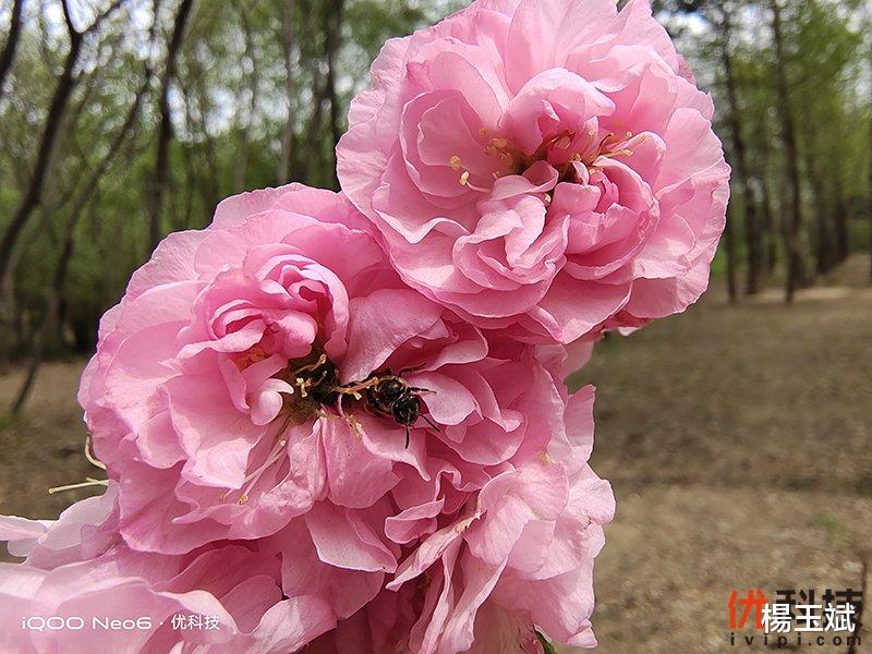 iqoo neo|同价位段中的最优选择 iQOO Neo6优科技全面评测