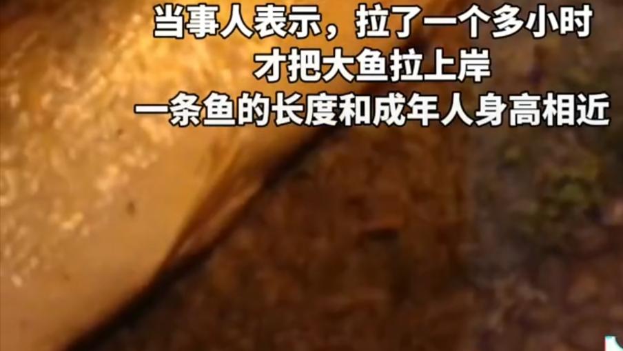 鳡鱼|湖南株洲大叔钓到63斤大鳡鱼，网友，真是让人佩服