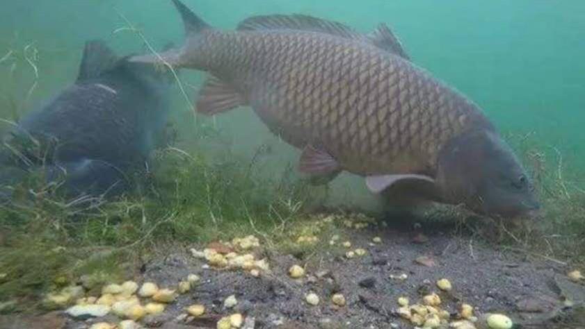 |大鱼进窝小杂鱼逃离，这还需要钓鱼人帮忙，这个忙该怎么帮？