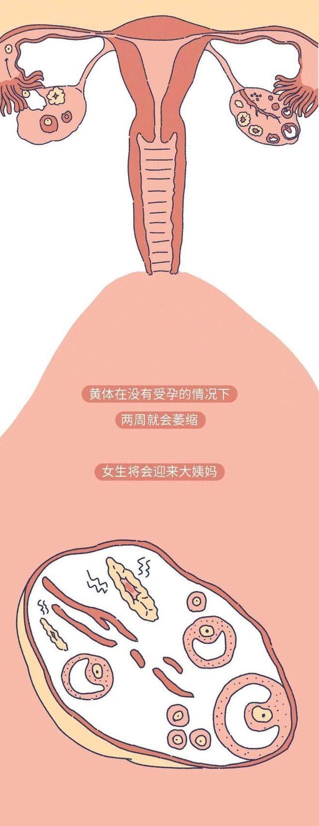 漩涡鸣人|什么是“黄体破裂”?漫画揭晓,女生要重视,男同胞也要注意下