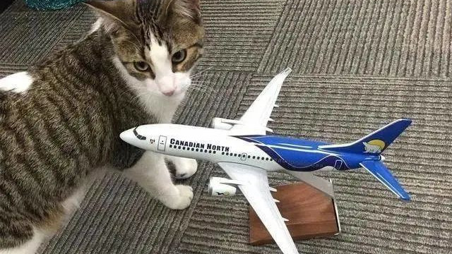 加拿大航空公司来了一个新成员，竟是一只猫