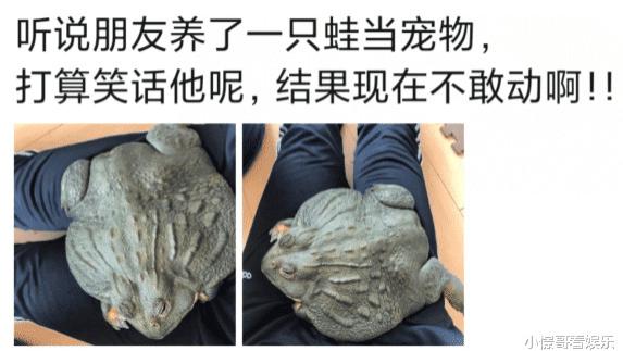 “朋友养了一只蛙当宠物，我还打算笑话他...”哈哈哈不敢动啊！