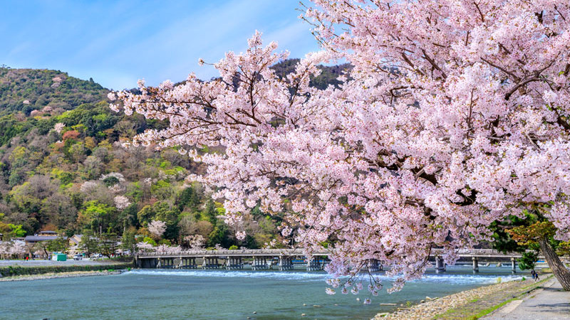 传统文化|日本樱花季即将到来，这份赏樱攻略快收下！