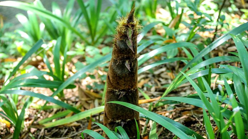 春笋|国内哪的春笋最好吃？经评比，这7种春笋比较出名，有你家乡吗？