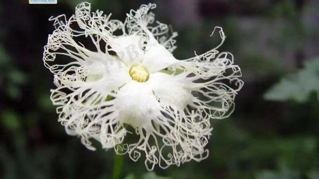 心绞痛|抗癌中药——天花粉，清热生津、清肺润燥、消肿排脓，配伍应用广