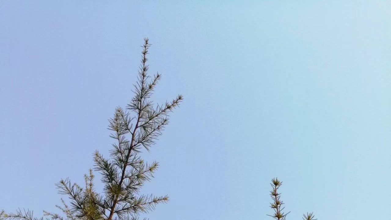 美容养颜|《伤寒杂病论真解》之调胃承气汤证及顿服之与分温再服的比较