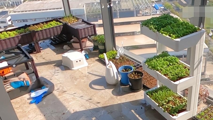 苗苗|郑恺老婆苗苗豪宅内种菜！育苗时脸部被晒通红，挺孕肚浇水不怕累