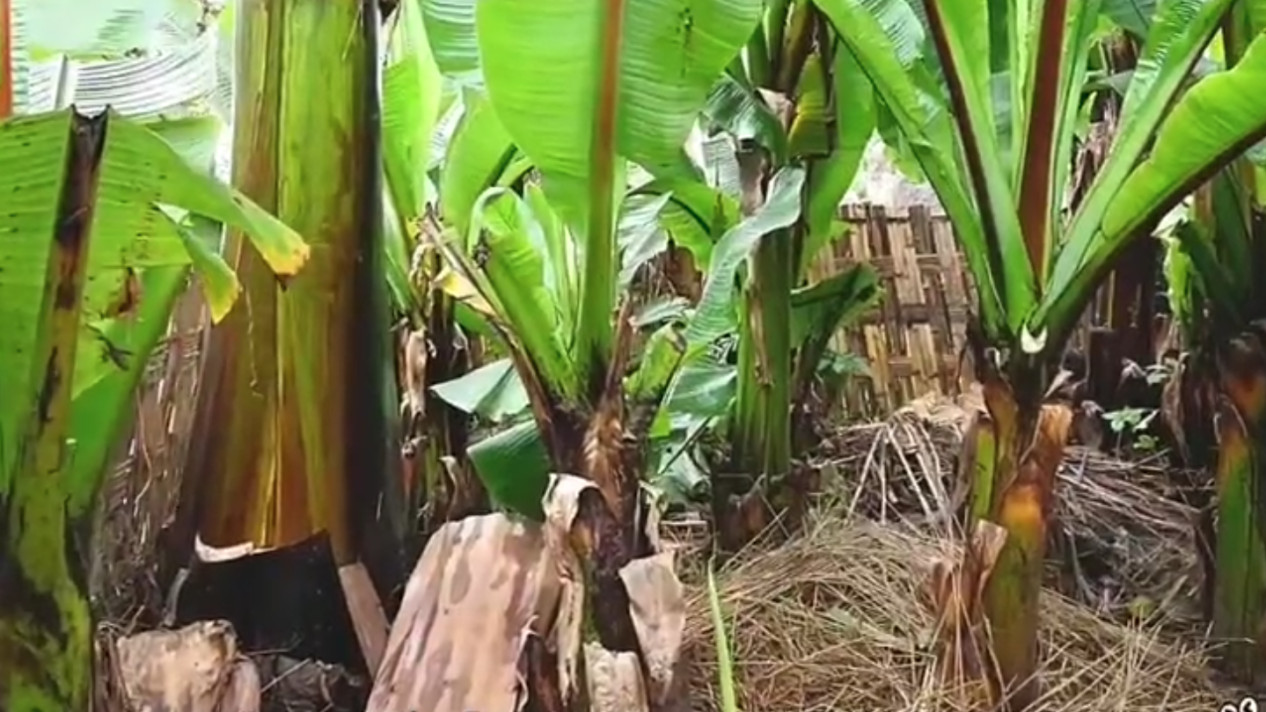 埃塞俄比亚|不会接香蕉的香蕉树，却养活了埃塞俄比亚的1500万人