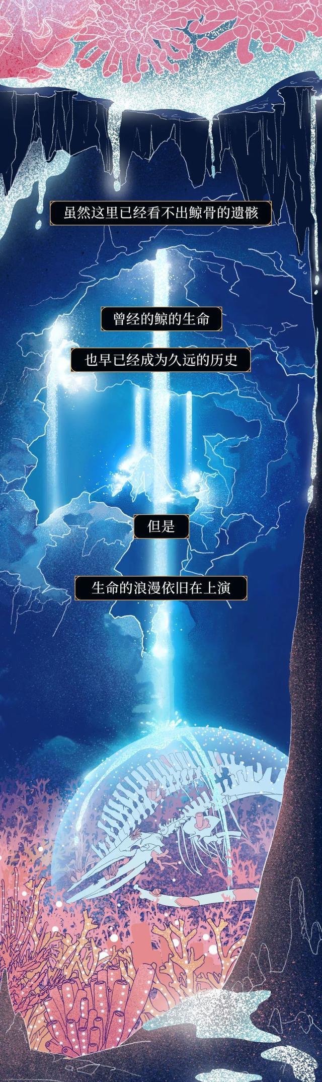 鲸鱼|“抹香鲸”死后,尸体会经历什么?漫画诠释:一鲸落,万物生!
