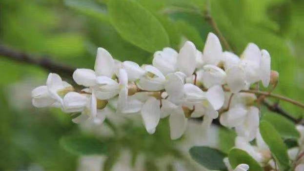 槐花|分享中药——槐花，凉血止血、清肝明目，组方可用于多种癌症