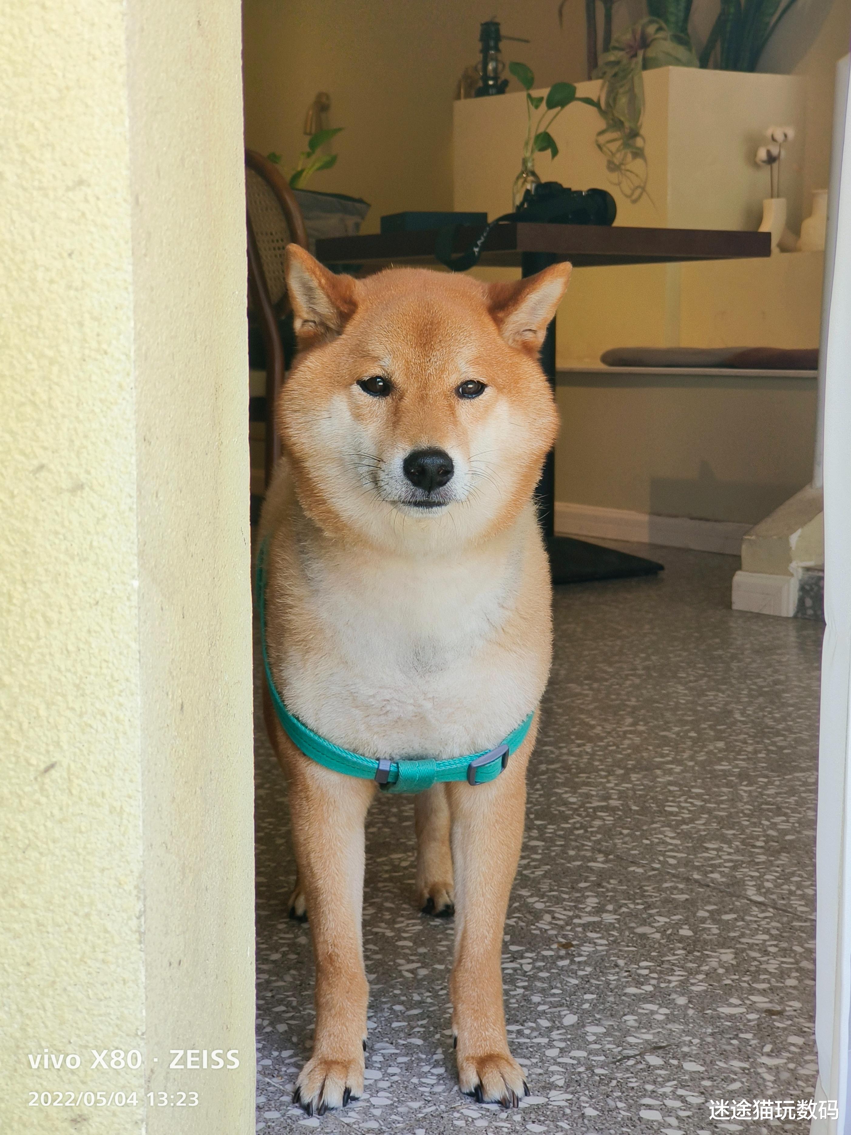 魅族|标准版也有Pro实力,天玑9000+蔡司影像加持,vivo X80上手实测