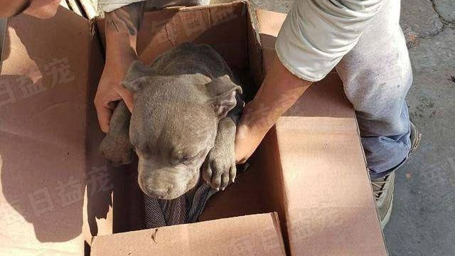 小男孩亲手将爱犬遗弃，还留下了一封信：别告诉我的父亲！