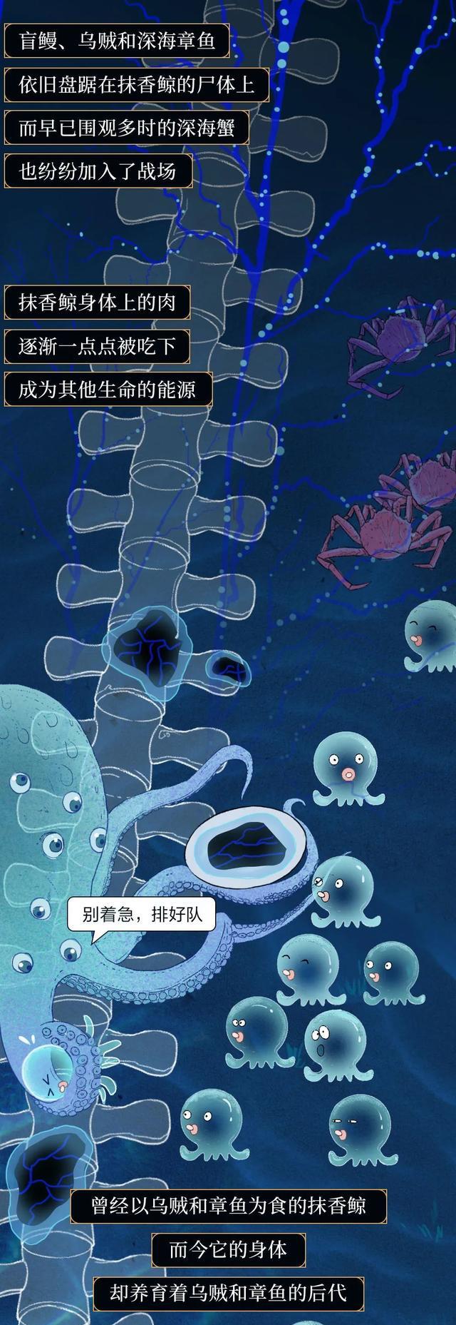 鲸鱼|“抹香鲸”死后,尸体会经历什么?漫画诠释:一鲸落,万物生!