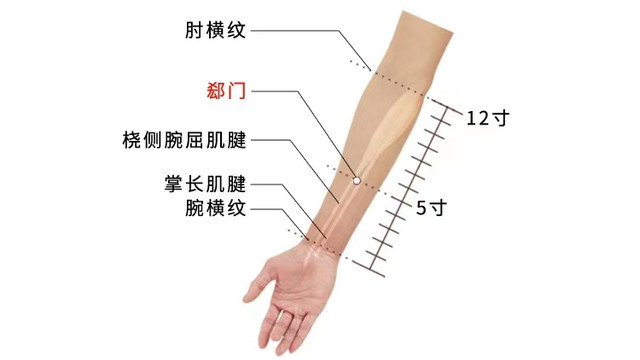 医生|经络穴位，一日一学——郄门，心绞痛的应急穴