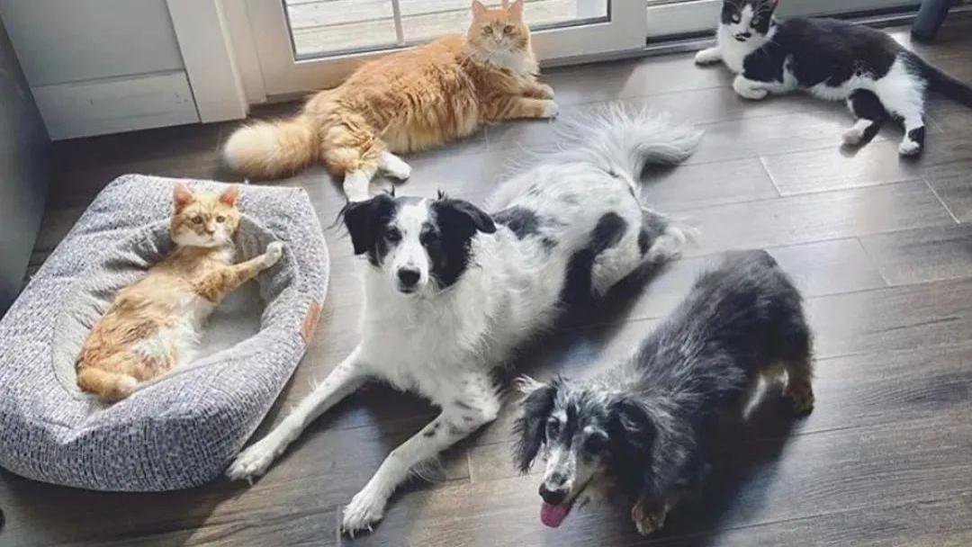 喂养人离世后，3脚流浪猫突然消失，结局让人泪目！