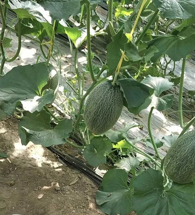 OPPO|“最惨”淘宝店主,和命运对赌创业13年,终于逆袭了