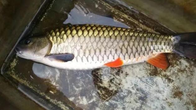 |体型似草鱼，曾经默默无闻，今在钓友圈火了，被称为“淡水之王”