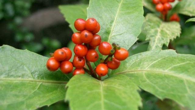 抗癌|分享抗癌中药——九节茶，清热、祛风、散瘀、接骨！应用广泛