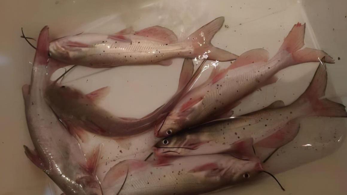 芝麻|广西钓友狂拔酷似芝麻剑的鱼，查了一晚上的资料，终于安心放葱了