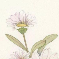 亚茹聊国际